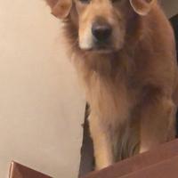 Accoppiamento Golden retriever