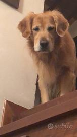 Accoppiamento Golden retriever