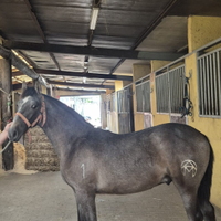 Cavallo Andaluso
