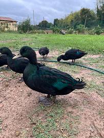 Coppia anatre smeraldo