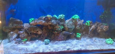 acquario marino