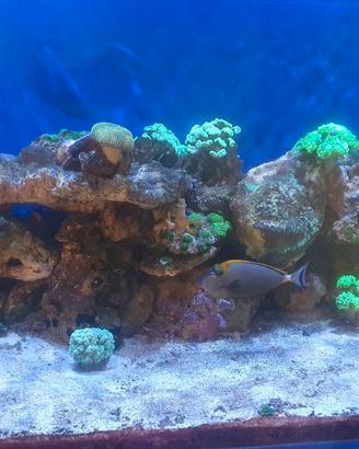 acquario marino