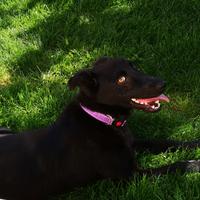 Dolcissima cagnolina