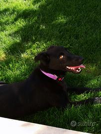 Dolcissima cagnolina