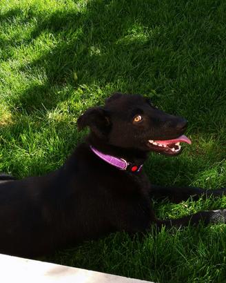 Dolcissima cagnolina