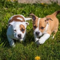 Cuccioli jack russell due mesi