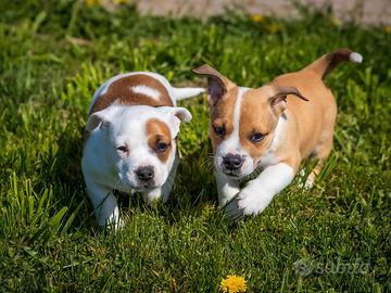 Cuccioli jack russell due mesi