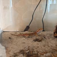 Drago barbuto piccolo