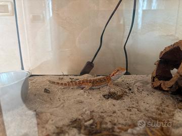 Drago barbuto piccolo