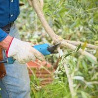 Potatura ulivi, alberi da frutto, giardinaggio