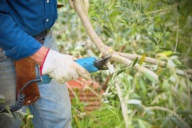 Potatura ulivi, alberi da frutto, giardinaggio