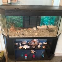 Acquario Completo con Mobile - 200€(trattabili)