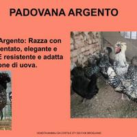 Galline ornamentali padovana argento