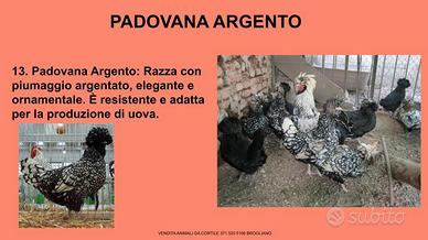 Galline ornamentali padovana argento