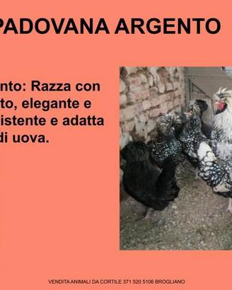Galline ornamentali padovana argento