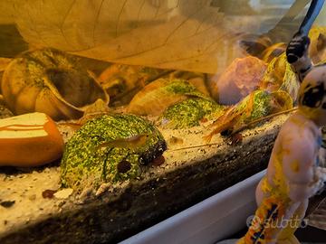 Neocaridine adulte da 2 centimetri colori wild