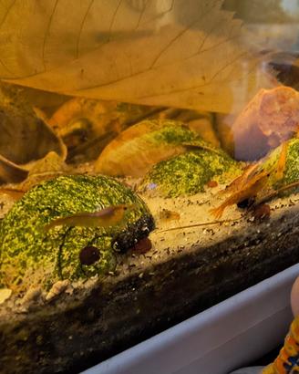 Neocaridine adulte da 2 centimetri colori wild