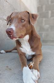 Boris sui 18mesi RINUNCIA DI PROPRIETÀ NUORO SOS