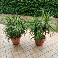 Piante adulte aloe arborescens