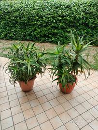 Piante adulte aloe arborescens