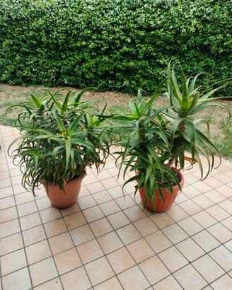 Piante adulte aloe arborescens