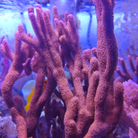 Corallo Montipora Digitata Rossa