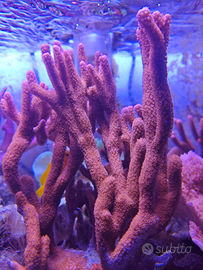 Corallo Montipora Digitata Rossa