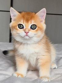 Cucciola gattina British Shorthair