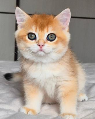 Cucciola gattina British Shorthair