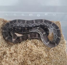 Pantherophis guttatus