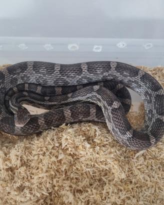 Pantherophis guttatus