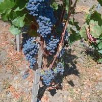 vino nerello mascalese