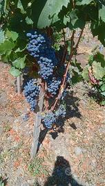 vino nerello mascalese