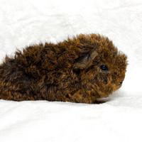 Porcellini d'india cavie di razza alpaca