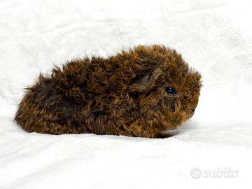 Porcellini d'india cavie di razza alpaca