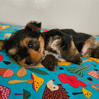 Yorkshire cuccioli toy