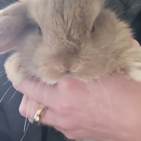 Conigli nani minilop