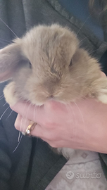 Conigli nani minilop