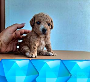 Maltipoo mini toy