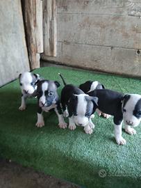 Cuccioli amstaff