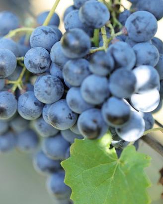 Una tenuta vitivinicola dal cuore autentico -