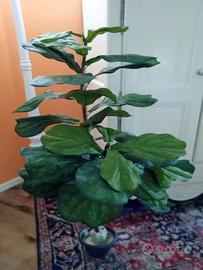 pianta decorativa artificiale