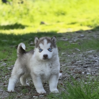 Siberian husky