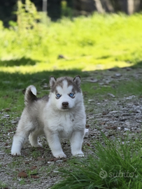Siberian husky