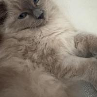 Animali gatto ragdoll