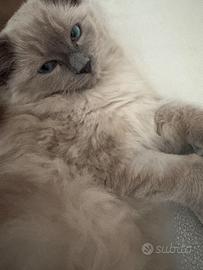Animali gatto ragdoll