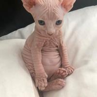 Sphynx cuccioli