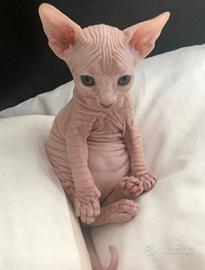 Sphynx cuccioli