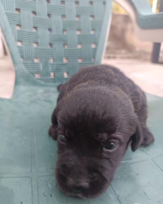 Dono cuccioli di cane