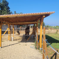Disponibile posto paddock per cavallo /cavalla